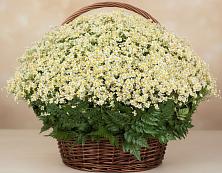 Цветочная композиция из Ромашки в корзине #REPLACE_PRED# Суркуле