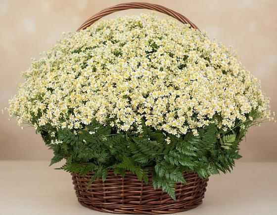 Цветочная композиция из Ромашки в корзине в Суркуле