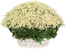 Цветочная композиция из Ромашки в корзине #REPLACE_PRED# Суркуле